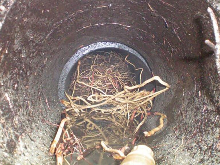 Root intrusion in sewer line